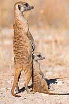 RF - Meerkat (Suricata suricatta) with young, Kgalagadi Transfrontier Park, South Africa. (This image may be licensed either as rights managed or royalty free.)