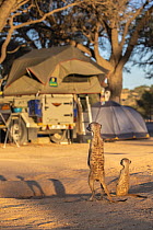 Meerkat (Suricata suricatta) in campsite, Kgalagadi Transfrontier Park, Northern Cape, South Africa.