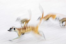 Meerkats (Suricata suricatta) on the move, Kgalagadi Transfrontier Park, Northern Cape, South Africa, January. Second place in the Mammals Category of the GDT European Nature Photographer of the Year...