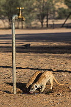 Meerkat (Suricata suricatta) drinking at campsite, Kgalagadi Transfrontier Park, Northern Cape, South Africa.