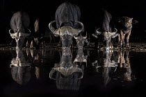 Cape buffalo (Syncerus caffer) drinking at night, Zimanga private game reserve, KwaZulu-Natal, South Africa. 2018