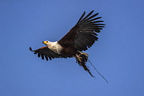 African fish eagle (Haliaeetus vocifer) carrying nesting material, Chobe river, Botswana.