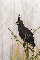 Long-crested eagle (Lophaetus occipitalis), Chobe river, Botswana.