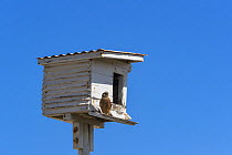 Rock kestrel (Falco rupicolus) at nesting box, Western Cape, South Africa.
