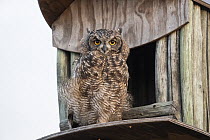 Spotted eagle owl (Bubo africanus) at nest box, Paternoster, Western Cape, South Africa.
