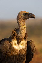 Whitebacked vulture (Gyps africanus), Zimanga private game reserve, KwaZulu-Natal, South Africa.