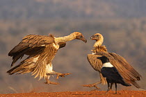 Whitebacked vulture (Gyps africanus) fighting over food, Zimanga private game reserve, KwaZulu-Natal, South Africa.