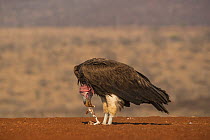 Lappetfaced vulture (Torgos tracheliotos) feeding, Zimanga private game reserve, KwaZulu-Natal, South Africa.