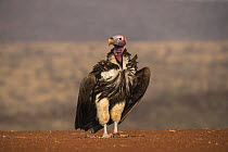 Lappetfaced vulture (Torgos tracheliotos), Zimanga private game reserve, KwaZulu-Natal, South Africa.