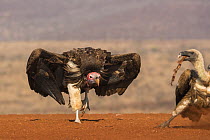 Lappetfaced vulture (Torgos tracheliotos) intimidating whitebacked vulture for food, Zimanga private game reserve, KwaZulu-Natal, South Africa.