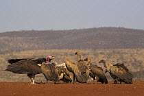 Lappetfaced vulture (Torgos tracheliotos) and whitebacked vultures (Gyps africanus), Zimanga private game reserve, KwaZulu-Natal, South Africa.