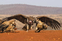 Lappet faced vulture (Torgos tracheliotos) intimidating whitebacked vultures, Zimanga private game reserve, KwaZulu-Natal, South Africa.