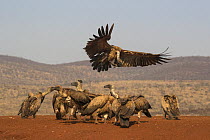 Whitebacked vultures (Gyps africanus) feeding, Zimanga private game reserve, KwaZulu-Natal, South Africa.