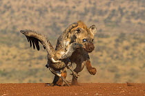 Whitebacked vulture (Gyps africanus) chased by spotted hyena, Zimanga private game reserve, KwaZulu-Natal, South Africa.