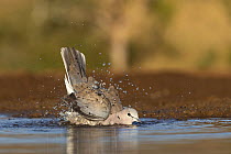 Cape turtle dove (Streptopilia capicola) bathing, Zimanga private game reserve, KwaZulu-Natal, South Africa.