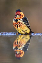 Crested barbet (Trachyphonus vaillantii) at water, Zimanga private game reserve, KwaZulu-Natal, South Africa.