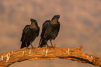 Whitenecked ravens (Corvus albicollis), Zimanga private game reserve, KwaZulu-Natal, South Africa.