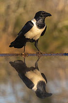 Pied crow (Corvus albus) at water, Zimanga private game reserve, KwaZulu-Natal, South Africa.