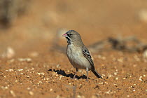 Scaly-feathered finch (weaver) (Sporopipes squamifrons), Kgalagadi transfrontier park, South Africa, February