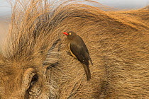 Redbilled oxpecker (Buphagus erythrorhynchus) searching for insects on Warthog (Phacochoerus africanus), Zimanga game reserve, KwaZulu-Natal, South Africa.