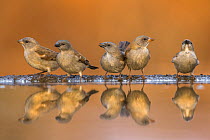 Southern greyheaded sparrows (Passer diffusus) reflected in waterhole, Zimanga private game reserve, KwaZulu-Natal, South Africa.