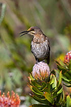 Cape sugarbird (Promerops cafer), Kirstenbosch National Botanical Garden, Cape Town, South Africa.