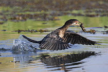 Reed cormorant (Microcarbo africanus) flying from water with fish, Chobe river, Botswana.