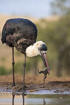 Woolly-necked stork (Ciconia episcopus) with frog, Zimanga private game reserve, KwaZulu-Natal, South Africa.