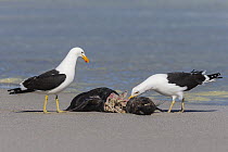 Kelp (Cape) gulls (Larus dominicanus) feeding on Cape fur seal carcass, Western Cape, South Africa.