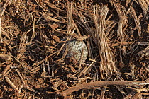 Kittlitz&#39;s plover (Charadrius pecuarius) egg, Zimanga game reserve, KwaZulu-Natal, South Africa.