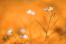 Heliophila sp, flowers, Namaqua National Park, Northern Cape, South Africa.