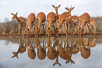 RF - Impala (Aepyceros melampus) at water with reflections, Zimanga game reserve, South Africa. (This image may be licensed either as rights managed or royalty free.)