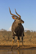 Nyala (Tragelaphus angasii) male at water, Zimanga private game reserve, KwaZulu-Natal, South Africa.