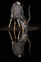 Nyala (Tragelaphus angasii) male at water at night, Zimanga private game reserve, KwaZulu-Natal, South Africa.
