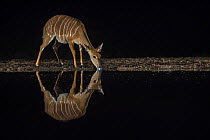 Nyala (Tragelaphus angasii) female at water at night, Zimanga private game reserve, KwaZulu-Natal, South Africa.
