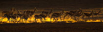 Springbok (Antidorcas marsupialis) herd on the move, Kgalagadi transfrontier park, South Africa.