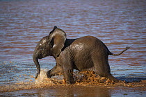 DUPLICATE Elephant (Loxodonta africana) calf in water, Zimanga private game reserve, KwaZulu-Natal, South Africa.