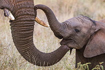 African elephant (Loxodonta africana) calf and adult trunk, Zimanga game reserve, KwaZulu-Natal, South Africa.
