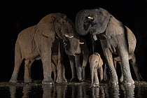 African elephants (Loxodonta africana) drinking from waterhole at night, Zimanga Game Reserve, KwaZulu-Natal, South Africa.