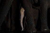 African elephant (Loxodonta africana) calf between adult&#39;s legs by waterhole at night, Zimanga game reserve, KwaZulu-Natal, South Africa.