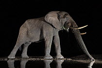 African elephant (Loxodonta africana) at water at night, Zimanga game reserve, KwaZulu-Natal, South Africa.