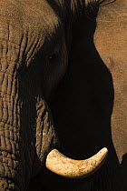 African elephant (Loxodonta africana) tusk and skin detail, Zimanga game reserve, South Africa.