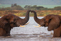 RF - African elephants (Loxodonta africana) in water, trunks touching, Zimanga game reserve, South Africa. (This image may be licensed either as rights managed or royalty free.)