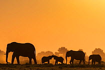 African elephants (Loxodonta africana) herd silhouetted at sunset. Chobe National Park, Botswana.