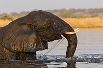 African elephant (Loxodonta africana) walking through water with fishing line caught on tusk, Chobe National Park, Botswana.