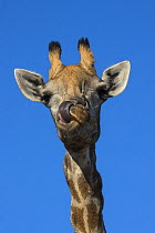 Giraffe (Giraffa camelopardalis), Chobe National Park, Botswana.