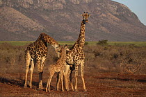 Giraffes (Giraffa camelopardalis), male with female and baby, Zimanga game reserve, KwaZulu-Natal, South Africa.