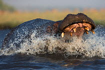Hippo (Hippopotamus amphibius) charging in aggression with open mouth. Chobe River, Chobe National park, Botswana.