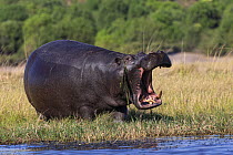 Hippo (Hippopotamus amphibius on land by water, mouth wide open. Chobe National Park, Botswana.