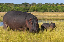 Hippo (Hippopotamus amphibius) with calf on land, Chobe National Park, Botswana.